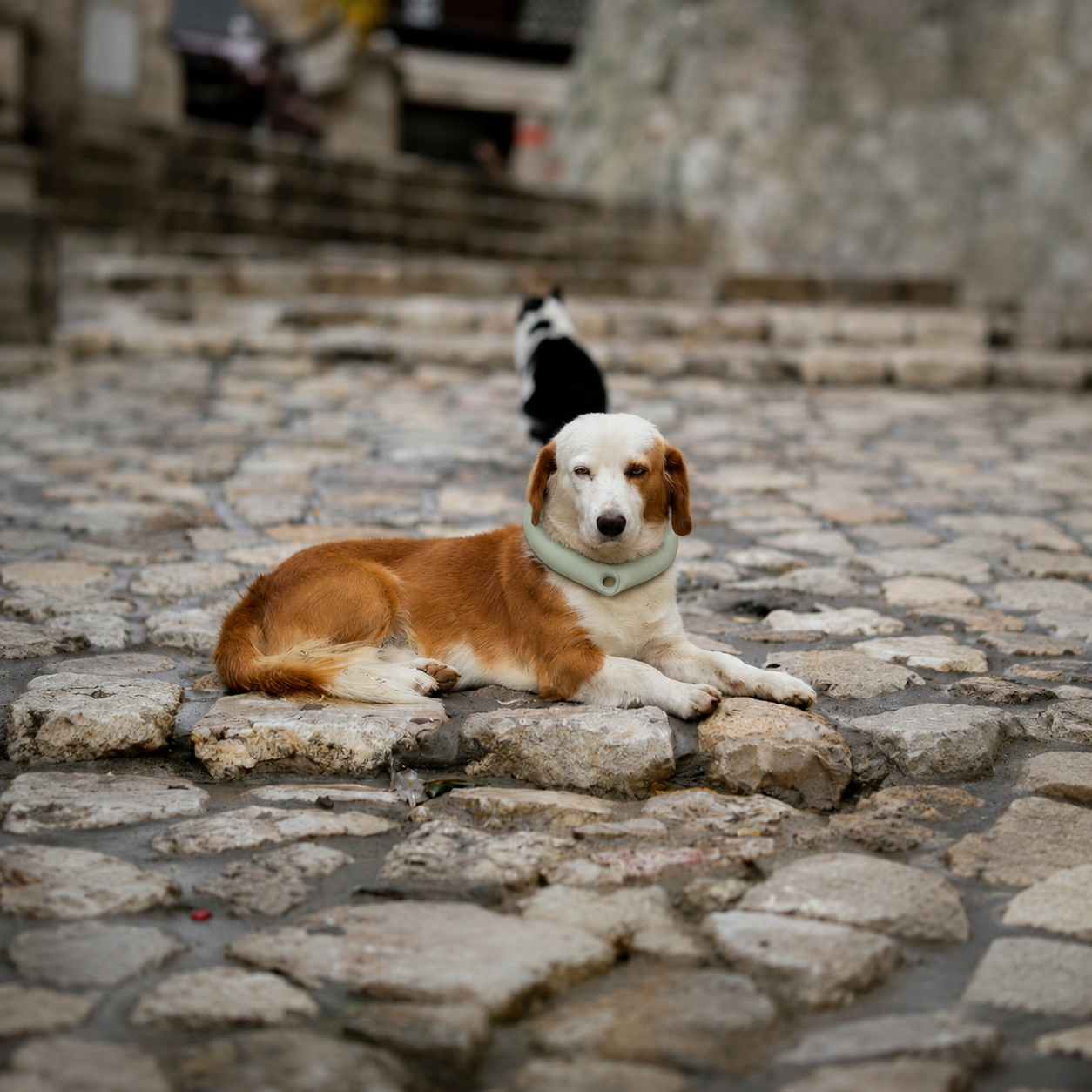 PCM Cooling Collar — Dogs & Cats