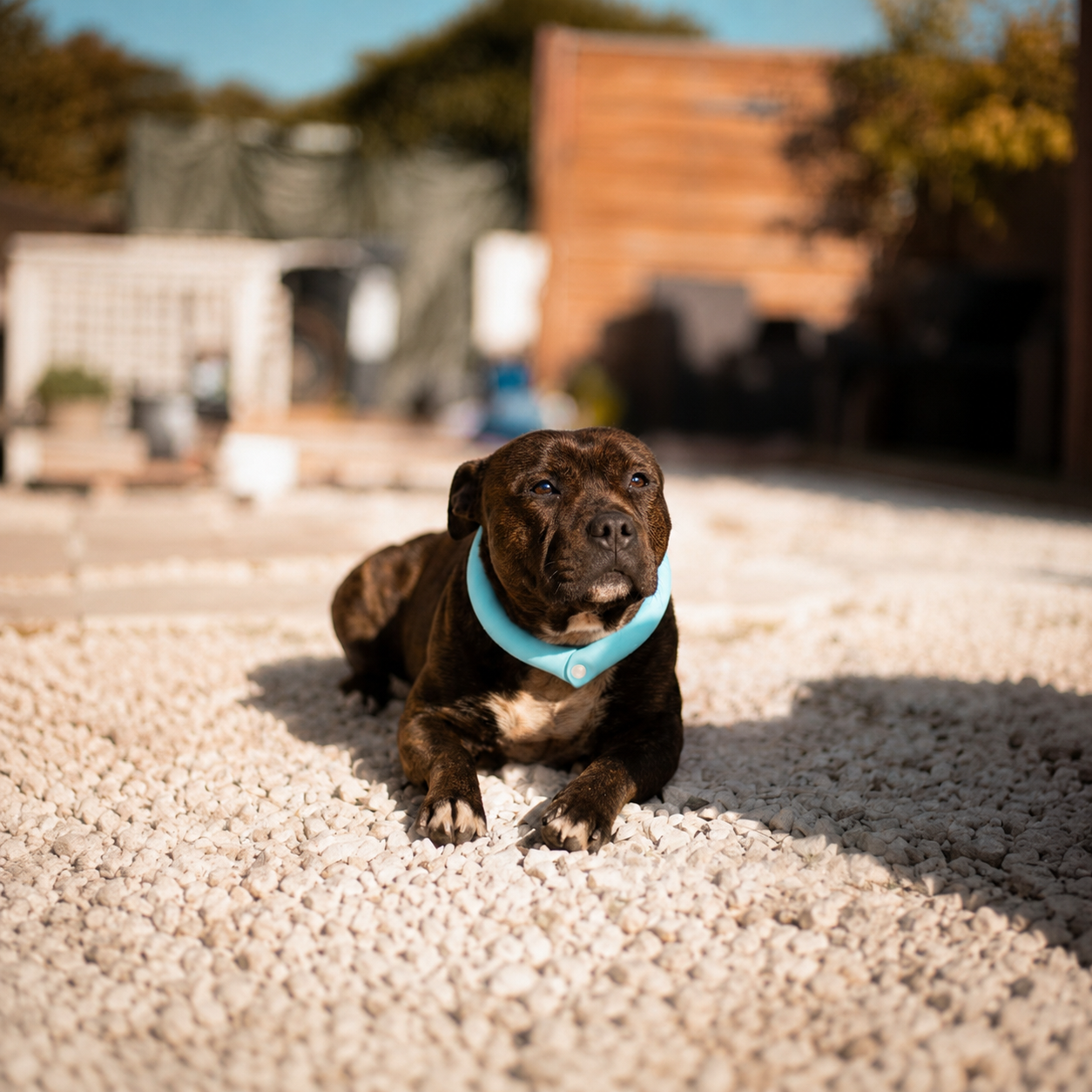 PCM Cooling Collar — Dogs & Cats