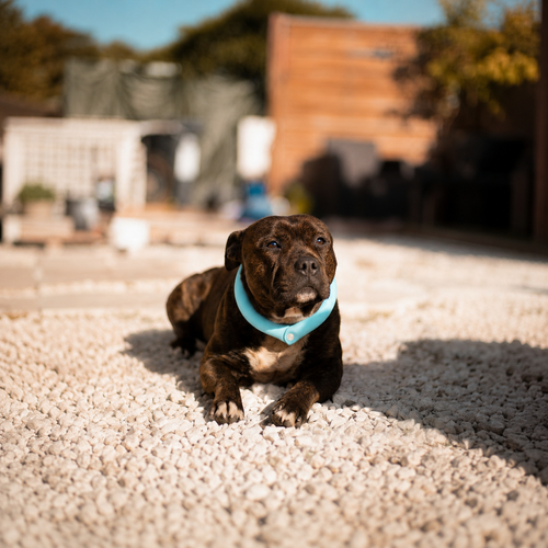 PCM Cooling Collar — Dogs & Cats